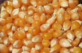 Crushed Maize